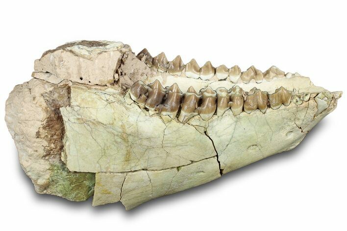 Fossil Oreodont (Merycoidodon) Partial Mandible - South Dakota #316626